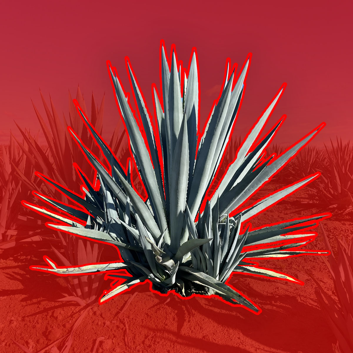 Agave Plant